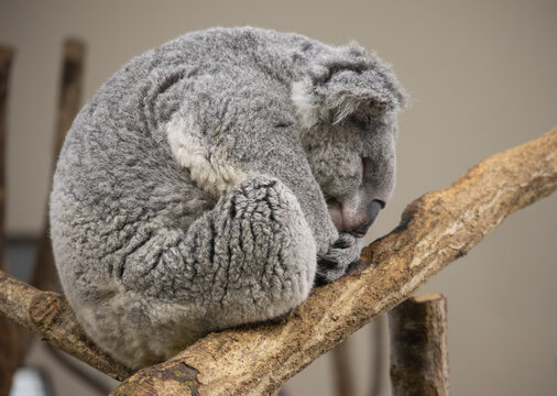 眠るコアラ