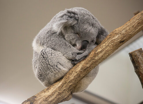 眠るコアラ