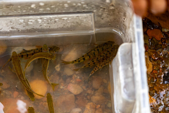 The ecosystem of Taiwan stonefish in the streams of Taomi Village, Nantou.