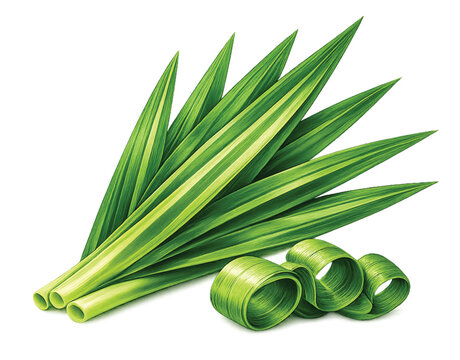 Pandan Leaves Bundle with Rolled Leaves Watercolor Isolated Transparent Background