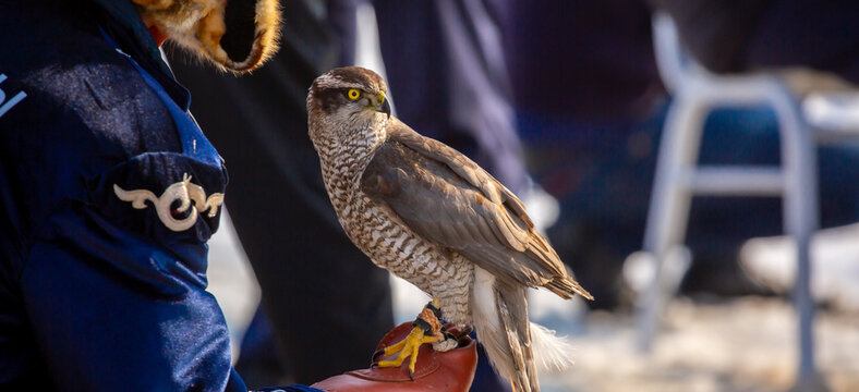Falcon hunting. Golden eagle close-up on the background of the sky. The bird of prey hunts its prey. The eagle sits on the trainer's hand. National tradition of Asia. Kazakhstan