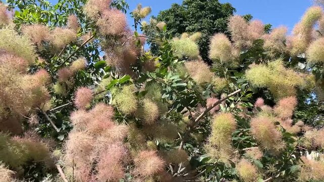 In the summer, the skimmia shrub blooms in the city park, Belarus, Zhlobin