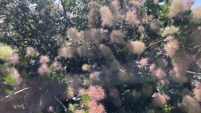In the summer, the skimmia shrub blooms in the city park, Belarus, Zhlobin
