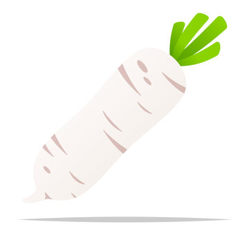 White radish vegetable vector isolated illustration