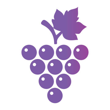 Purple grapes cluster with leaf on top illustration