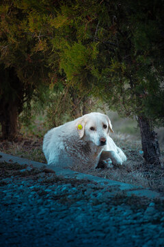 Shepherd dog in the mountains