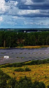 An expansive solar panel installation sits adjacent to dense pine forest with a town and buildings visible on the distant horizon under cloudy sky - vertical shot