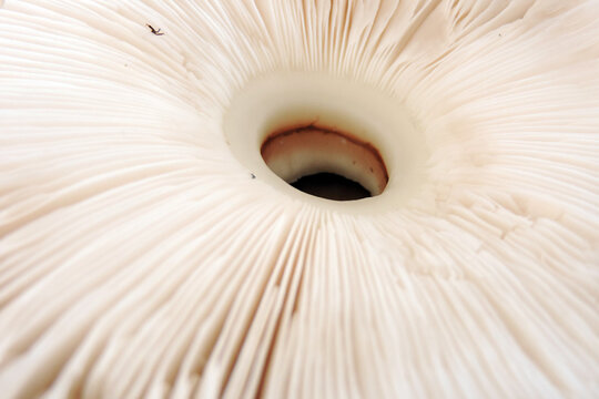 Abstract macro texture of white mushroom gills, repetitive pattern, organic lines, soft natural lighting, minimalist nature background