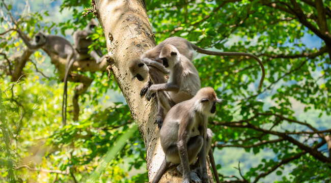 Gray hanuman langurs on a tree. Monkeys in the wild in the jungles of Sri Lanka. Troop of monkeys on trees. Wildlife scene with wild animals.