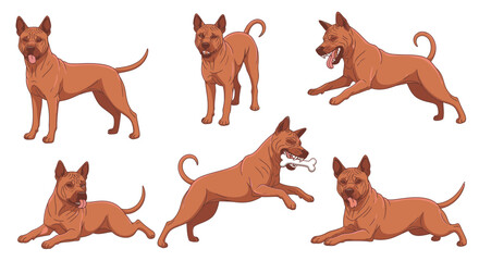 Fototapeta premium Thai Ridgeback dog in various playful poses and expressions 