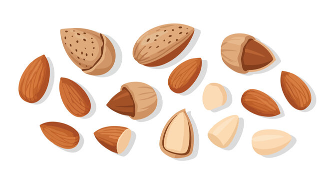 An artistic rendering of various healthy almond forms depicting wholesome nuts both in their natural protective shells and as ready to eat blanched
