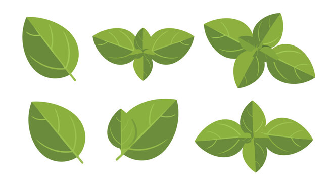 Vibrant green basil leaves and fresh sprigs vector illustration set showcasing delightful culinary herbs perfect for cooking and healthy eating
