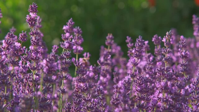 Majestic golden hour close-up of blooming lavender (Lavandula) in full sun, with numerous bees foraging in a tranquil field and gentle breeze, graded