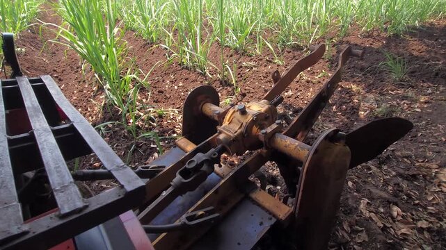 An agricultural tiller processes the soil between rows of young sugarcane. Its mechanical gears and PTO shaft work to cultivate the earth, managing weeds & aerating the ground for better crop growth.