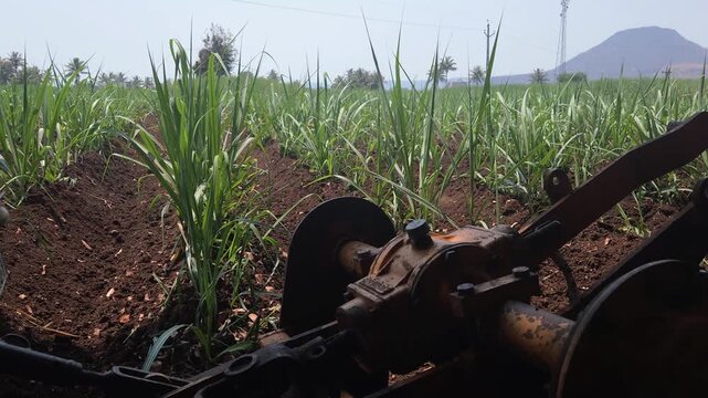 A close-up view of an agricultural equipment, a furrow plow or harrow, working the dark soil between vibrant green sugarcane rows. The field stretches toward a distant hill under a bright sky.