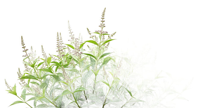 Graceful herbaceous plants with delicate floral spikes and soft green foliage, presented with an airy, transparent fade on a clean white background