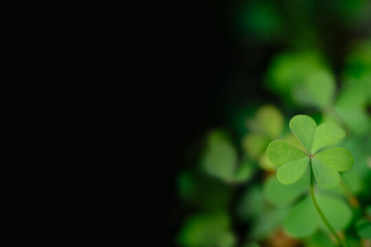 Shamrock clover leaf symbolizing luck and Irish tradition for St Patrick&rsquo;s Day. Natural green background ideal for seasonal design, branding and creative projects.