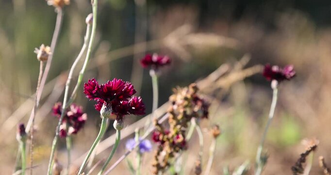beautiful red cornflowers in the autumn season in the garden , the last few spring cornflowers are an unusual red color