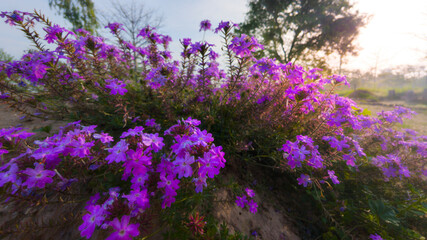 Obraz premium Observation of the Verbena’s light-sensitive blooms, fully expanded in the bright early light to attract local pollinators.
