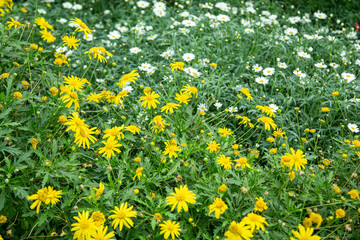 Obraz premium yellow and white daisy in the garden
