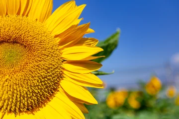 close up of sunfolwer  with blu sky © deaw59