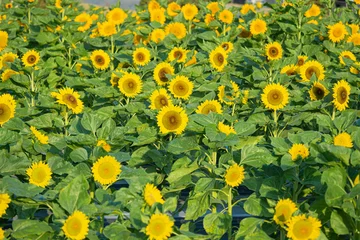 Sunflower field in farm © deaw59