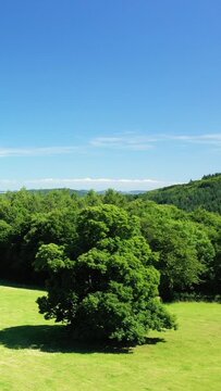 Lush green trees and grassy fields under a clear blue sky in the Morvan countryside, France. Peaceful rural scenery ideal for nature and travel concepts.