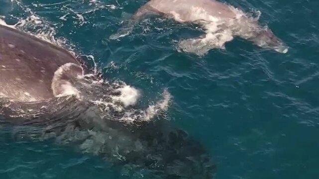 Gray Whale Surfacing in Blue Ocean Closeup