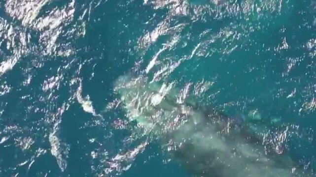 Aerial Gray Whale Near Surface in Blue Ocean