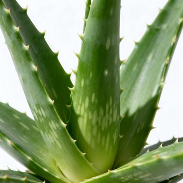 Aloe Vera Plant with Spiny Leaves Closeup