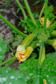 Zucchini plant with blossoming flowers in home garden