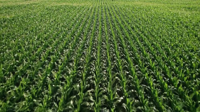 A field of young, vibrant green crops arranged in neat, parallel rows extends towards the horizon on a sunny day