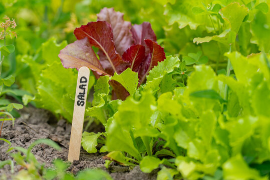Organic salad greens growing in sustainable garden