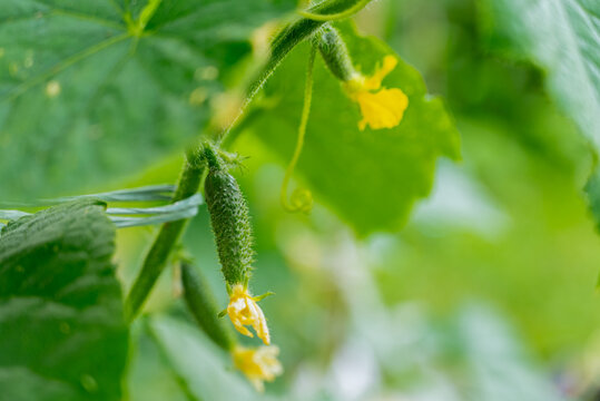 Young cucumber plants thriving in a sustainable garden