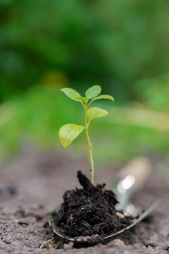 Seedling sprouting in fertile soil with gardening tool