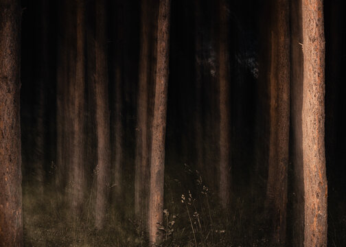 Motion blur forest with tall tree trunks in dark woodland