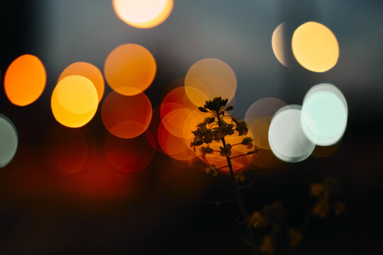 Wildflower silhouette with urban bokeh and motion blur