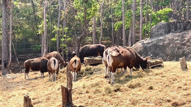 Captured in a serene moment, a group of wild Banteng (Bos javanicus) are seen feeding on dry hay in a lush, wooded enclosure.