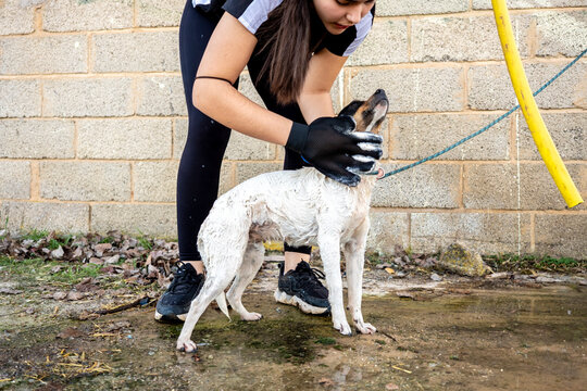 Woman bathing a dog with soap in the outdoors