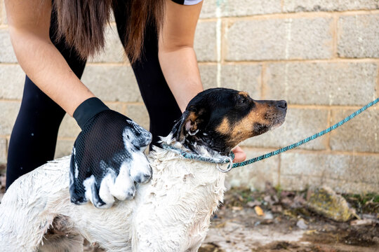 Dog being bathed with soapy gloves outdoors