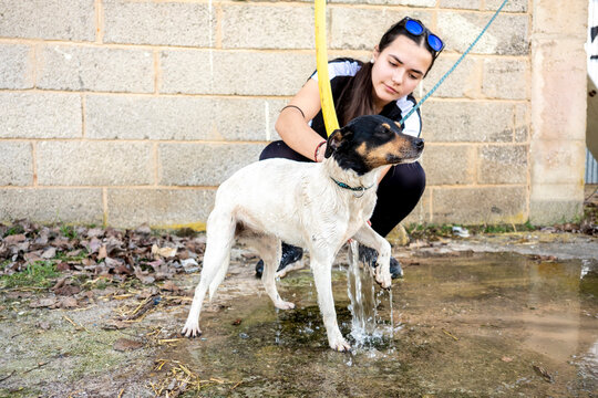 Dog being washed outside with care and attention