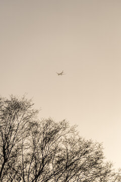 Airplane silhouette soaring in sepia sky above trees