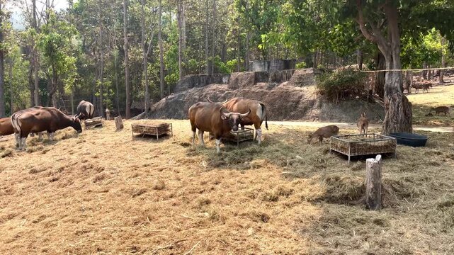 Captured in a serene moment, a group of wild Banteng (Bos javanicus) are seen feeding on dry hay in a lush, wooded enclosure