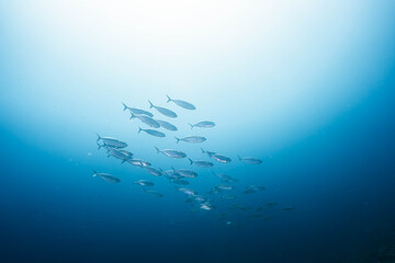 Obraz premium Pelagic Fish School Swimming in Clear Tropical Waters