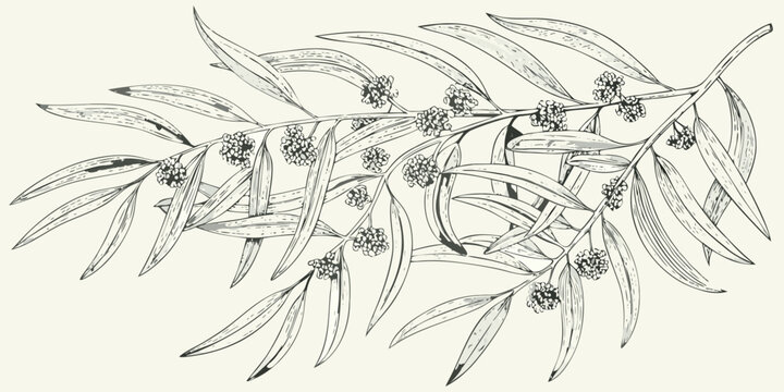 Vintage botanical illustration of olive branches with detailed flower blossoms