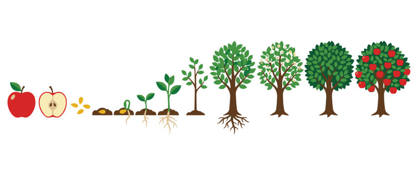 Apple tree growth stages set, from seed to fruit tree illustration.