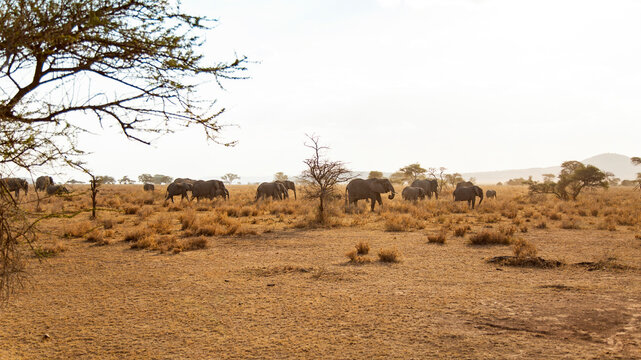 Elephant herd roaming Serengeti's vast savanna landscape