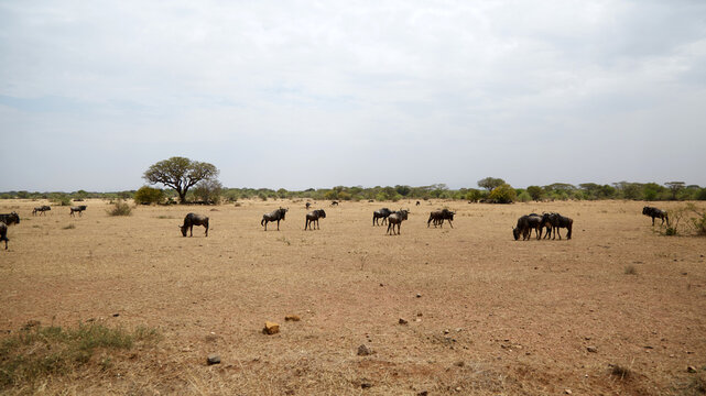 Wildebeests in Serengeti National Park, Tanzania