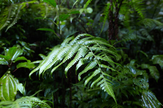 Lush vegetation in the Monteverde rainforest, Costa Rica