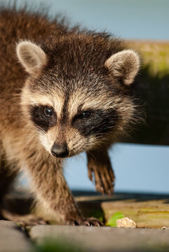Baby raccoon exploring natural surroundings